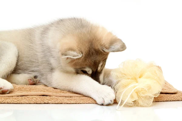 Siberian Husky Cachorro Edad Dos Meses —  Fotos de Stock