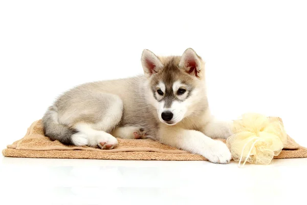 Siberische Husky Puppy Leeftijd Twee Maanden — Stockfoto