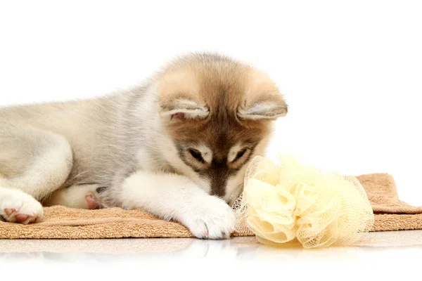 Cachorrinho Husky Siberiano Idade Dois Meses — Fotografia de Stock