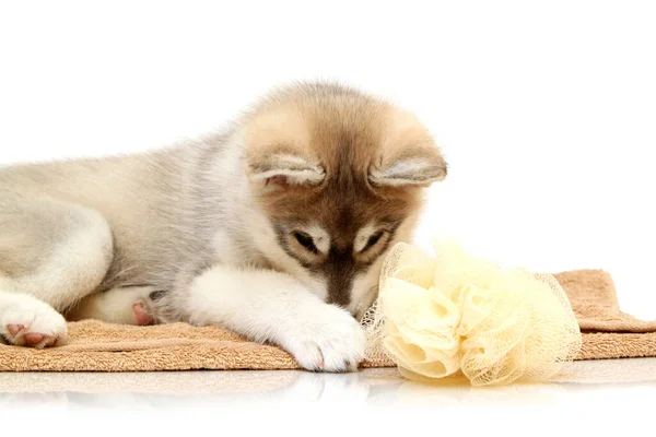 Siberian Husky Cachorro Edad Dos Meses — Foto de Stock