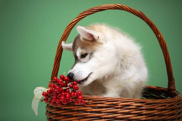 스러운 시베리아 허스키 강아지 스튜디오 크리스마스 — 스톡 사진