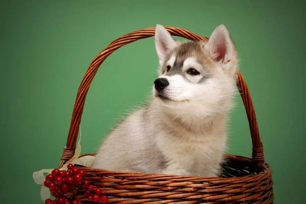 Adorable Siberian Husky Puppy Studio Background Christmas Concept — Stock Photo, Image