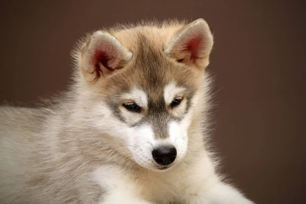 Adorable Cachorro Husky Siberiano Fondo Del Estudio —  Fotos de Stock