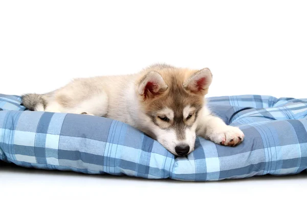 Schattige Siberische Husky Puppy Witte Achtergrond — Stockfoto