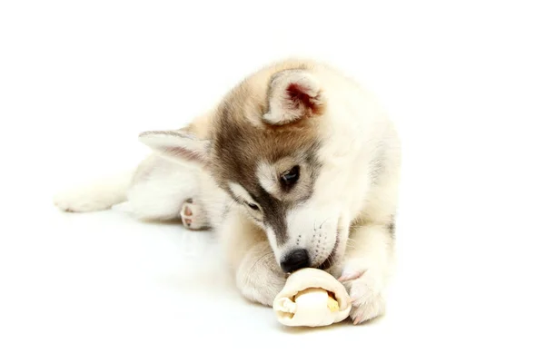 Adorable Cachorro Husky Siberiano Sobre Fondo Blanco —  Fotos de Stock