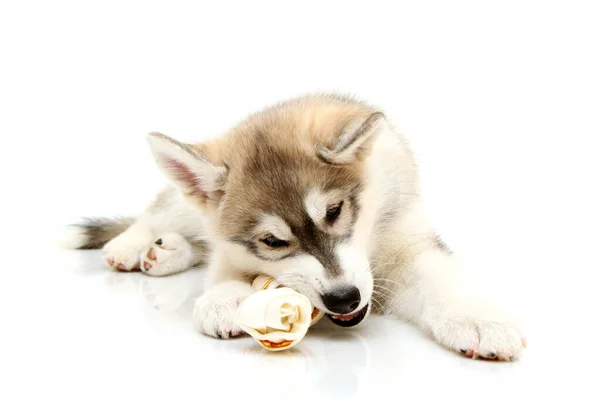 Schattige Siberische Husky Puppy Witte Achtergrond — Stockfoto