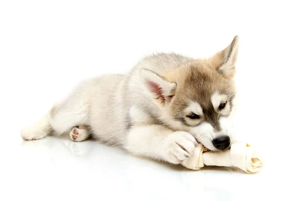 Schattige Siberische Husky Puppy Witte Achtergrond — Stockfoto