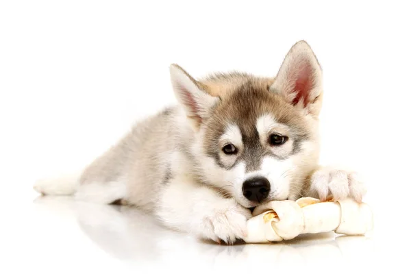 Adorable Siberian Husky Puppy White Background — Stock Photo, Image