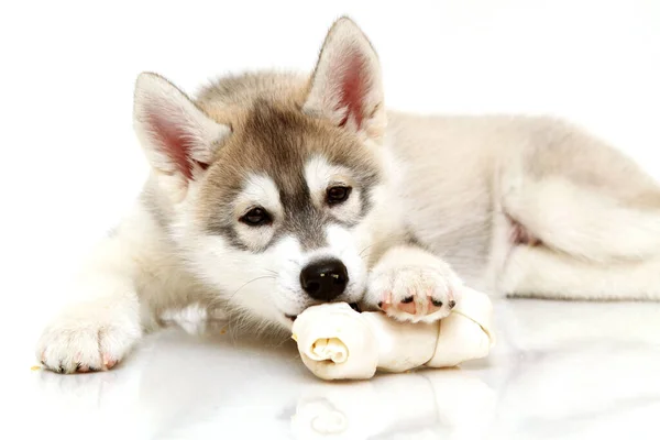 Schattige Siberische Husky Puppy Witte Achtergrond — Stockfoto