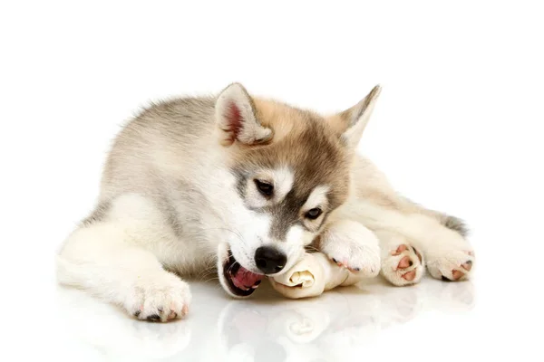 Schattige Siberische Husky Puppy Witte Achtergrond — Stockfoto