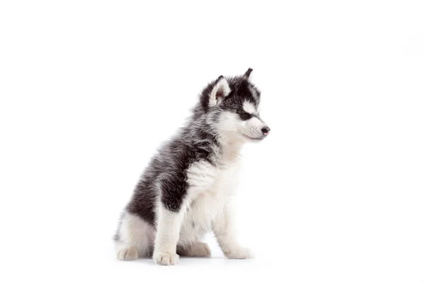 Adorable Cachorro Husky Siberiano Sobre Fondo Blanco — Foto de Stock