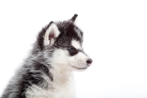 Adorável Siberian Husky Filhote Cachorro Fundo Branco — Fotografia de Stock