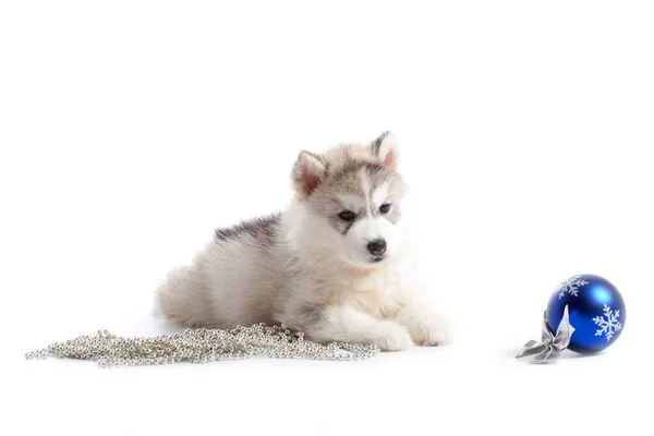 Adorable Siberian Husky Puppy Christmas Concept — Stock Photo, Image