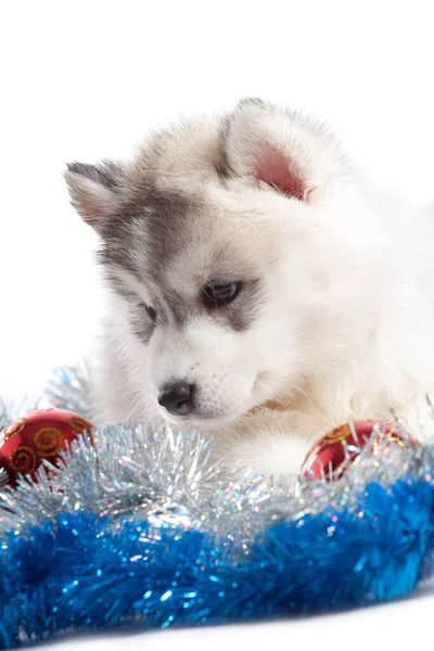 Sevimli Sibirya Husky Köpek Yavrusu Noel Konsepti — Stok fotoğraf