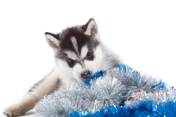 Adorable Siberian Husky Puppy Christmas Concept — Stock Photo, Image