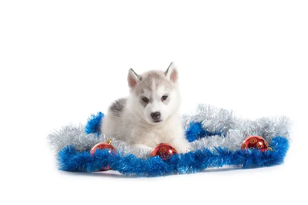 Adorable Siberian Husky Cachorro Concepto Navidad — Foto de Stock