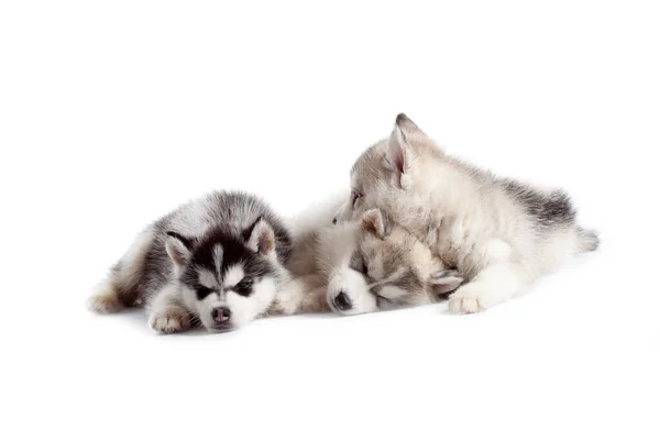 Adorables Cachorros Husky Siberianos Fondo Del Estudio — Foto de Stock