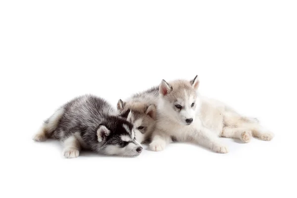 Entzückende Siberian Husky Welpen Auf Studiohintergrund — Stockfoto