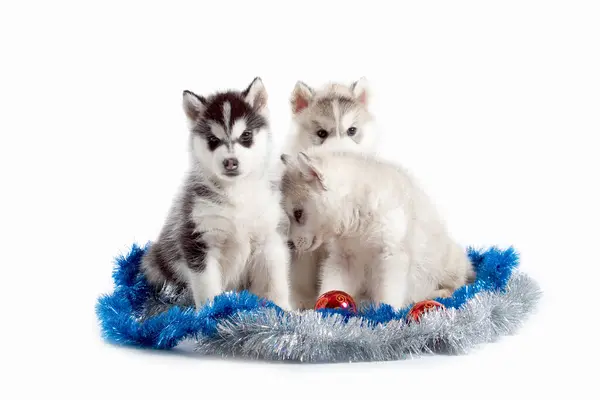 Entzückende Siberian Husky Welpen Auf Studiohintergrund Weihnachtskonzept — Stockfoto