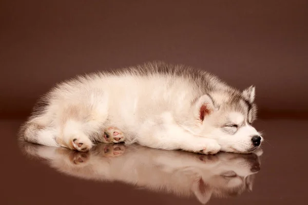 Rozkošné Sibiřské Husky Štěně Pozadí Studia — Stock fotografie