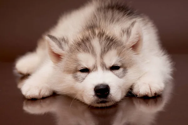 Schattige Siberische Husky Puppy Studio Achtergrond — Stockfoto