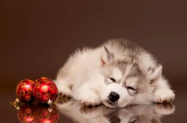 Uroczy Syberyjski Husky Szczeniak Koncepcja Bożego Narodzenia — Zdjęcie stockowe