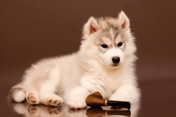 Adorable Chiot Husky Sibérien Avec Pipe Fumer — Photo