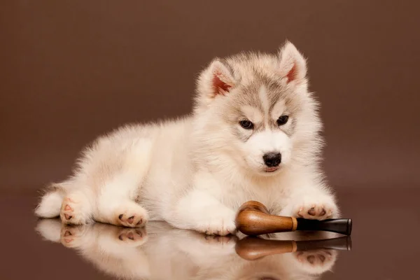 Adorable Cachorro Husky Siberiano Con Pipa Humeante — Foto de Stock