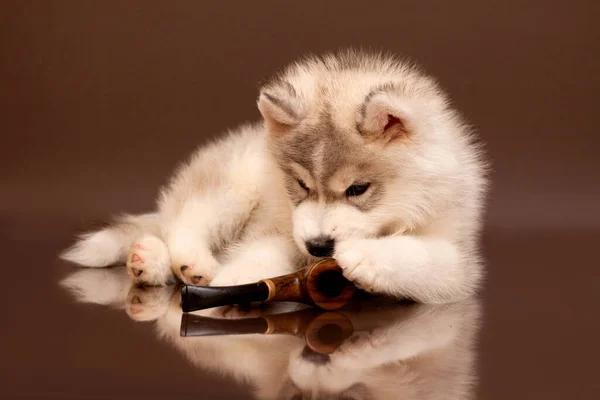 Adorable Chiot Husky Sibérien Avec Pipe Fumer — Photo