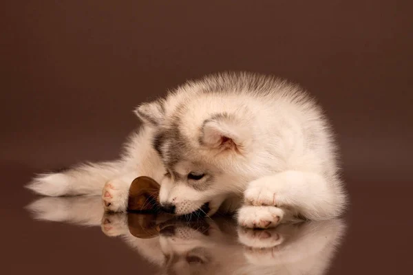 Adorable Chiot Husky Sibérien Avec Pipe Fumer — Photo