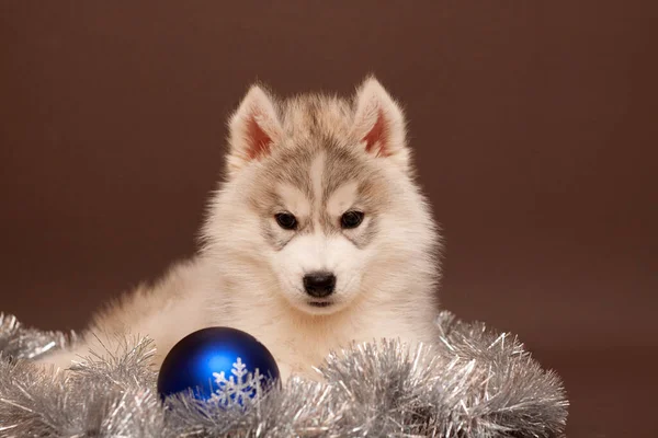 Adorável Siberian Husky Filhote Cachorro Conceito Natal — Fotografia de Stock