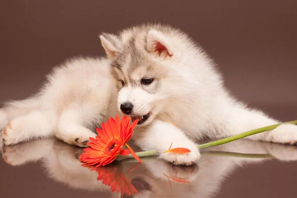 Adorable Cachorro Husky Siberiano Con Flor — Foto de Stock