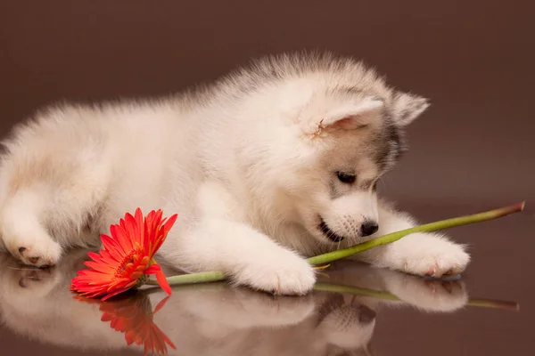 Adorable Cachorro Husky Siberiano Con Flor — Foto de Stock