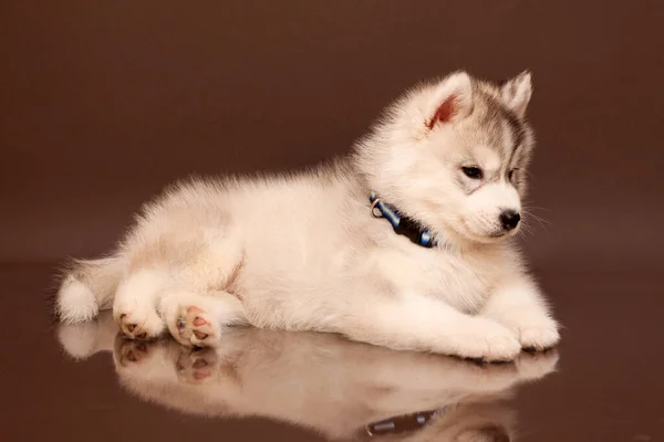 Adorable Cachorro Husky Siberiano Fondo Del Estudio — Foto de Stock