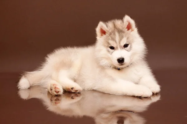 Rozkošné Sibiřské Husky Štěně Pozadí Studia — Stock fotografie