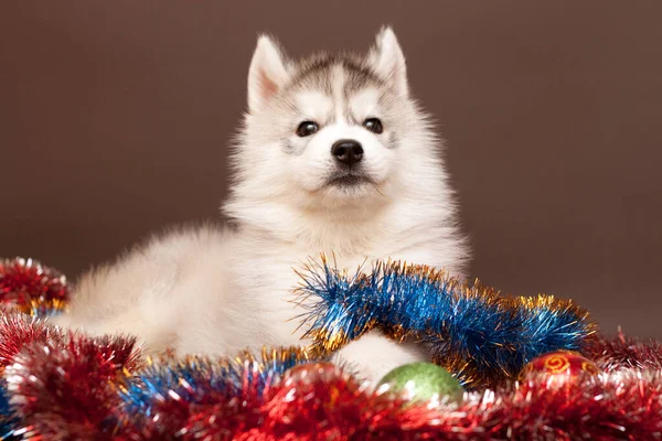 Rozkošný Sibiřský Husky Štěně Vánoční Koncept — Stock fotografie