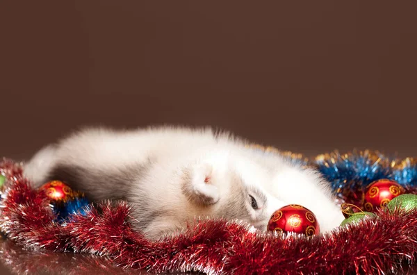Adorabile Siberiano Husky Cucciolo Concetto Natale — Foto Stock