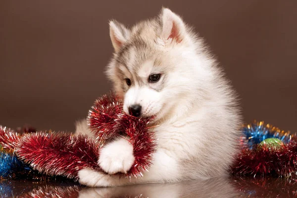 Uroczy Syberyjski Husky Szczeniak Koncepcja Bożego Narodzenia — Zdjęcie stockowe