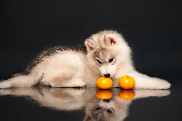 Cute Husky Puppy Studio Background — Stock Photo, Image