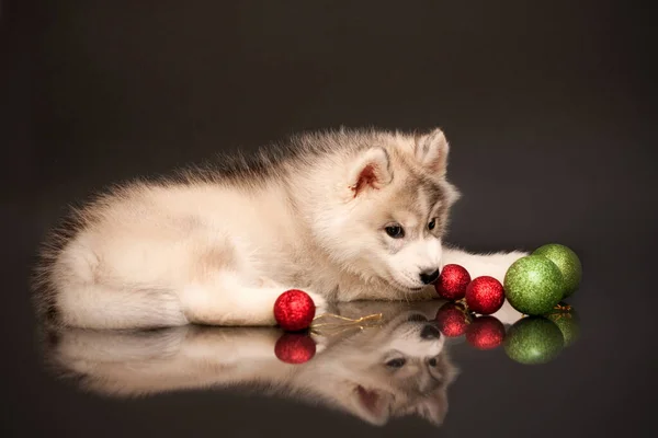 Adorable Siberian Husky Puppy Christmas Concept — Stock Photo, Image