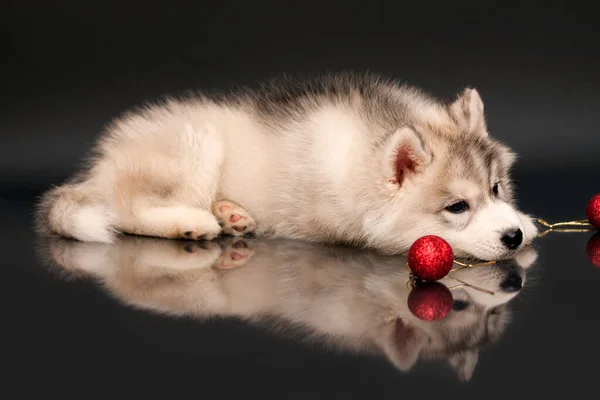 Adorable Siberian Husky Puppy Christmas Concept — Stock Photo, Image