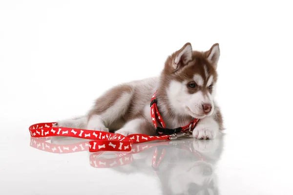 Adorable Siberian Husky Puppy White Background Stock Image