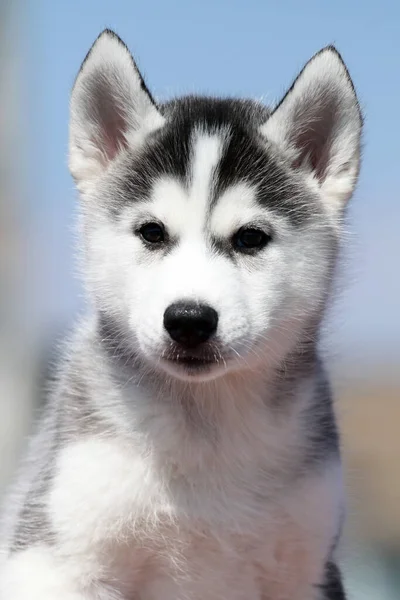 스러운 시베리아 강아지 — 스톡 사진