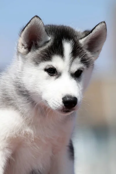 Adorável Cachorro Husky Siberiano — Fotografia de Stock