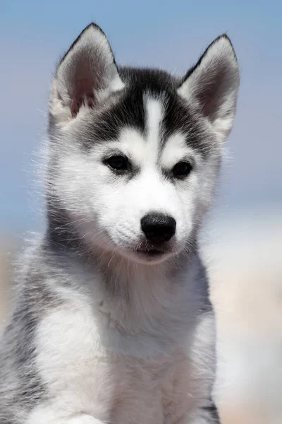 Schattige Siberische Husky Puppy — Stockfoto