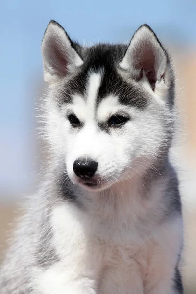 Sevimli Sibirya Husky Köpeği — Stok fotoğraf