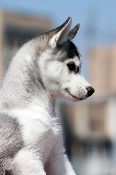 Uroczy Syberyjski Szczeniak Husky — Zdjęcie stockowe