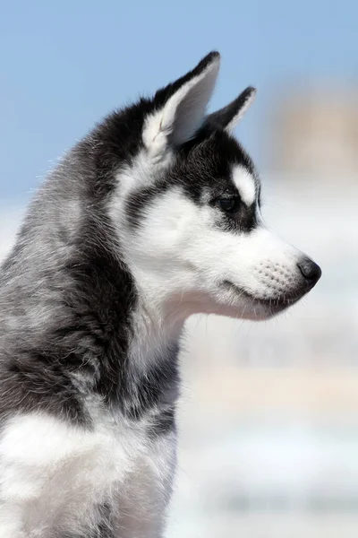 Adorável Cachorro Husky Siberiano — Fotografia de Stock