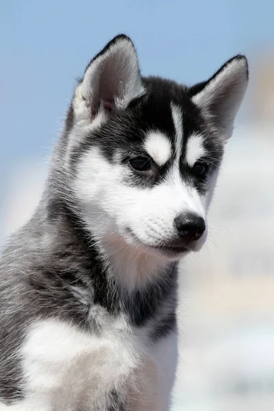 可敬的西伯利亚哈士奇小狗 — 图库照片