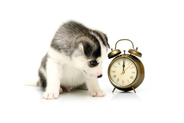 Adorable Siberian Husky Puppy Alarm Clock — Stock Photo, Image